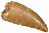 Serrated Raptor Tooth - Real Dinosaur Tooth #371459-1